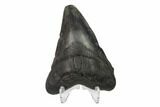 Fossil Megalodon Tooth - Georgia #144327-2